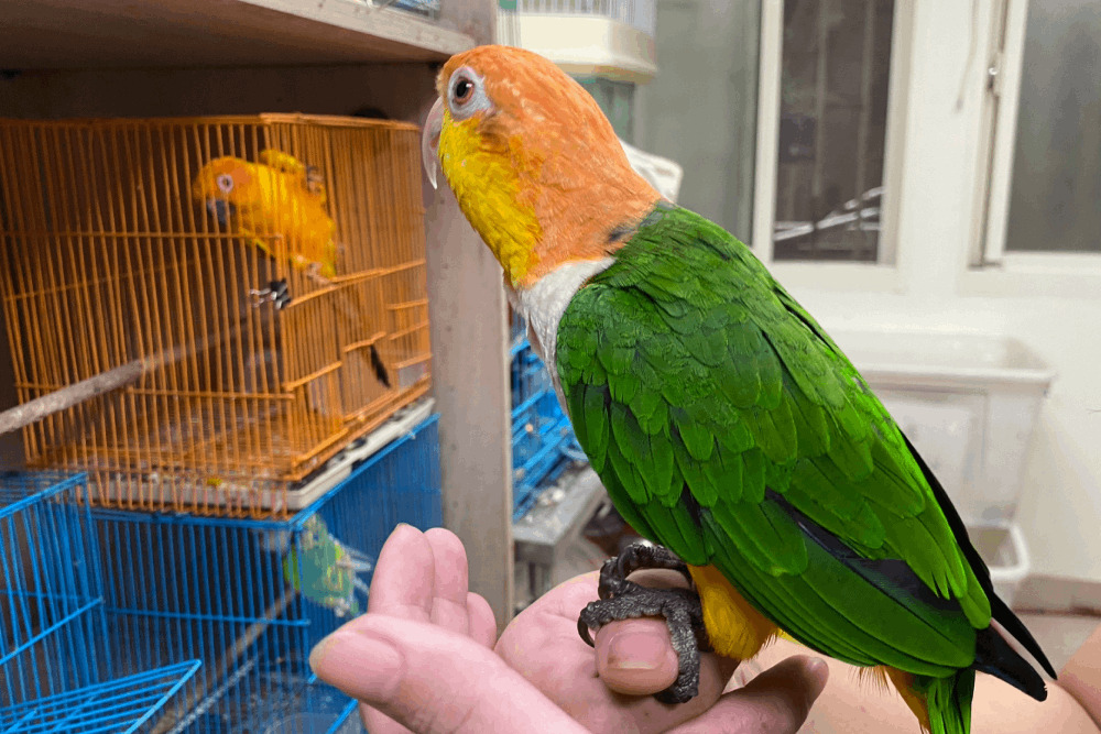 鳥寶飛不見？新北動保處：替寵物鳥繫編號、電話腳環 增加尋回率 9